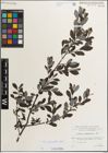 Foto von Salix myrsinifolia Salisb.